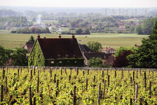 无与伦比的悠久历史和显赫地位LOUIS LATOUR A BEAUNE