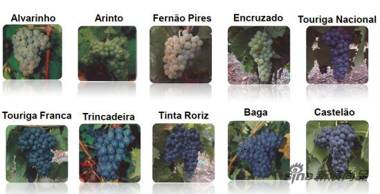 典型的葡萄品种