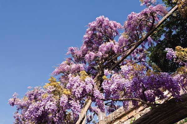 紫藤花园的乡愁