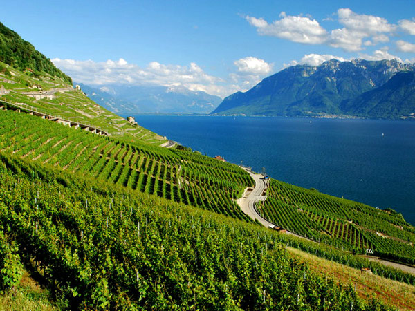 瑞士葡萄酒 纯净朴实的味蕾之旅