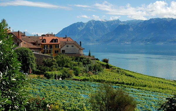 瑞士葡萄酒 纯净朴实的味蕾之旅
