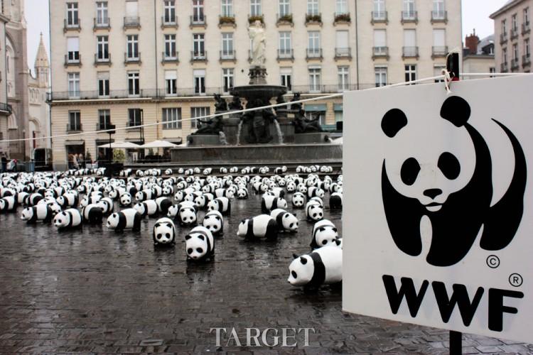 1600只熊猫宝宝集体卖萌，你受得了么？