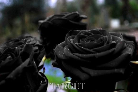 土耳其哈尔费蒂黑玫瑰