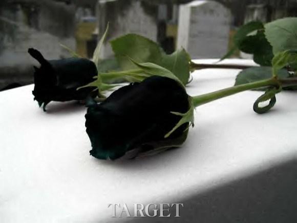 土耳其哈尔费蒂黑玫瑰