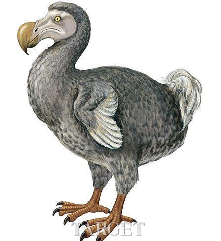 灭绝220年 渡渡鸟骨骼化石现英国拍场