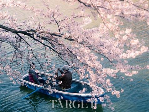 2014日本最美樱花照
