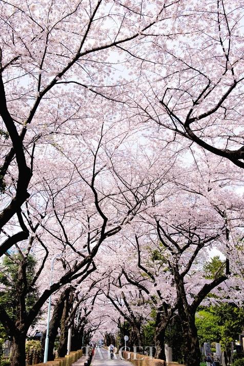 2014日本最美樱花照