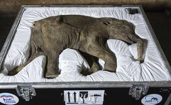 英自然历史博物馆展出4万年前“幼年猛犸象”