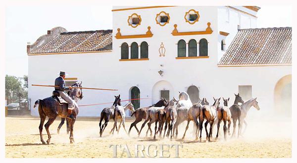 马背上的旅行：西班牙宫廷古典马术