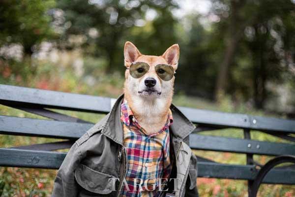 纽约时尚圈的“男装犬模”