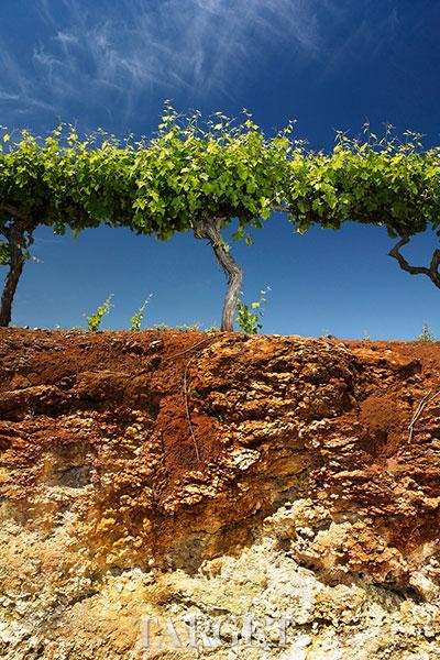 古老与纯净风土礼赞　澳洲高端葡萄酒圣雨果发布臻域系列