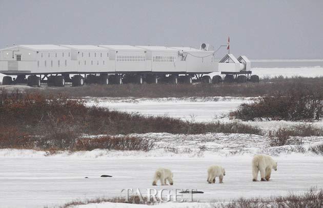 极地版“移动旅屋” 置身冰雪与北极熊为伴