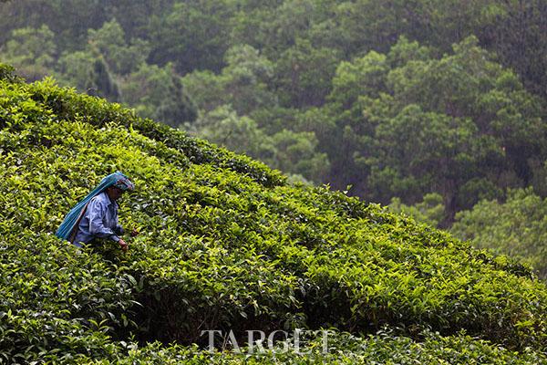 玩转斯里兰卡 你不能错过的10件事