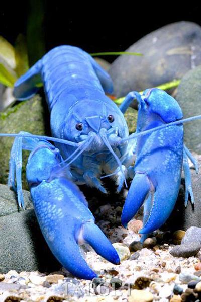 舌尖上的奢华之享 揭秘世界顶级食材蓝龙虾 