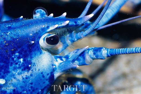 舌尖上的奢华之享 揭秘世界顶级食材蓝龙虾 