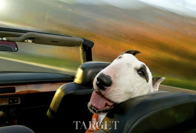 “Happy Car-Time”——宠物狗的欢乐瞬间