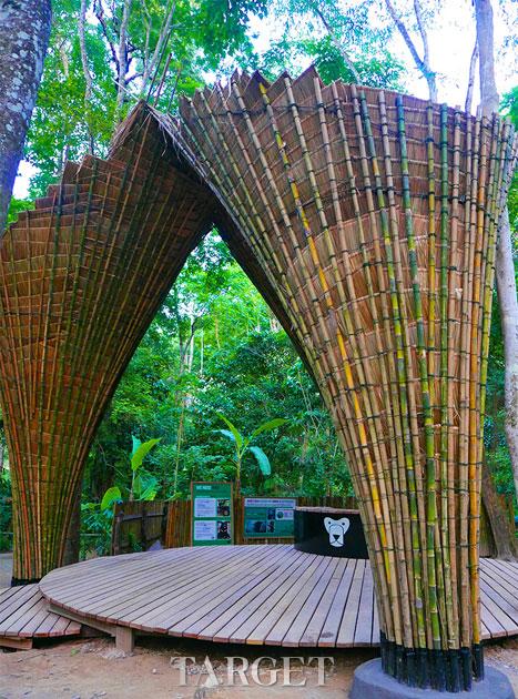 东南亚生态休闲 关西瀑布旁的“天然竹树”