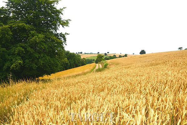 harvestfestival英国人的秋收