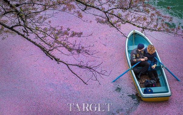 Fallen Cherry Blossom 将湖面染成醉心的粉红色